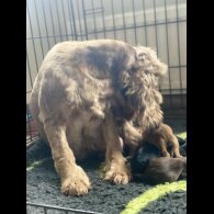 Cocker Spaniel (Working &amp; Show) - Both
