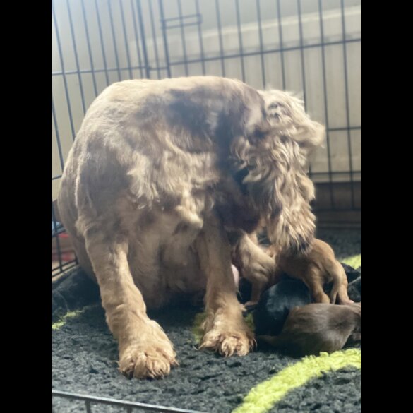 Cocker Spaniel (Working &amp; Show) - Both