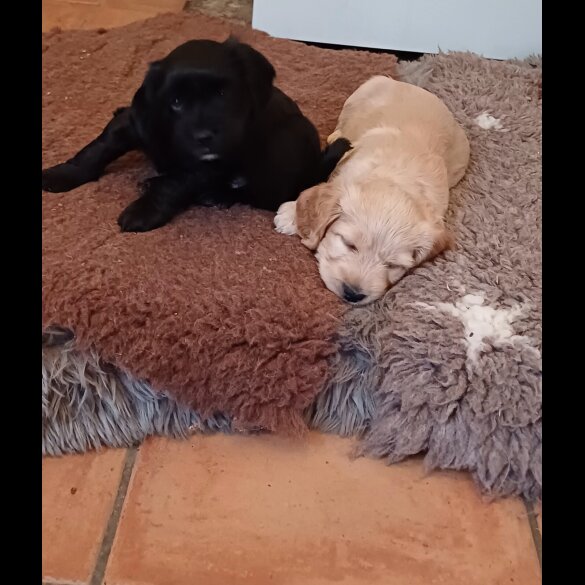 Cocker Spaniel (Working &amp; Show) - Both