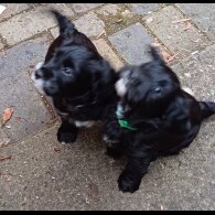 Cocker Spaniel (Working &amp; Show) - Both