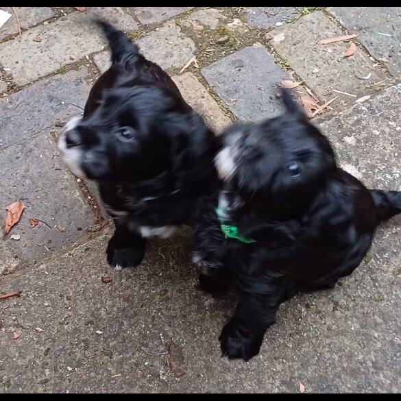 Cocker Spaniel (Working &amp; Show) - Both
