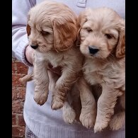 Cocker Spaniel (Working &amp; Show) - Both