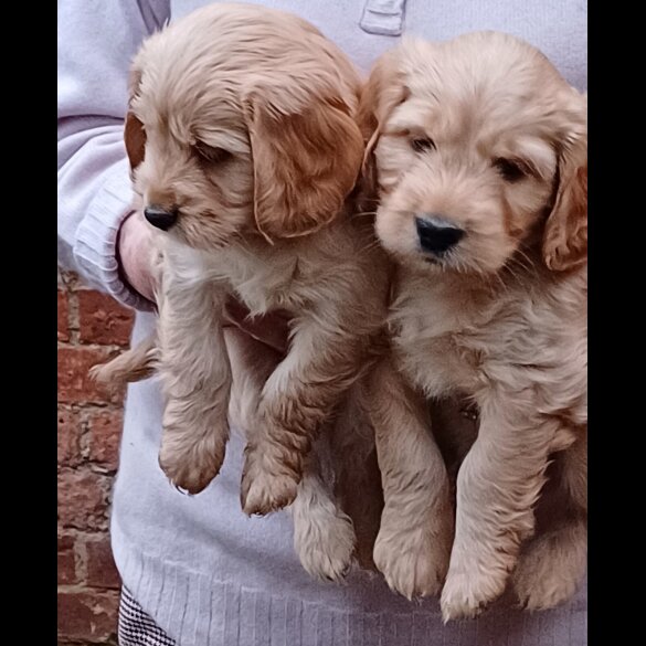 Cocker Spaniel (Working &amp; Show) - Both