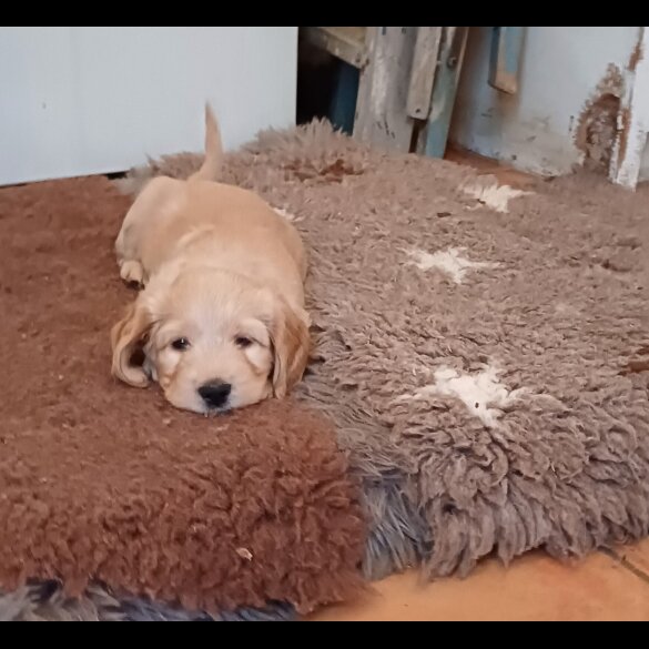 Cocker Spaniel (Working &amp; Show) - Both