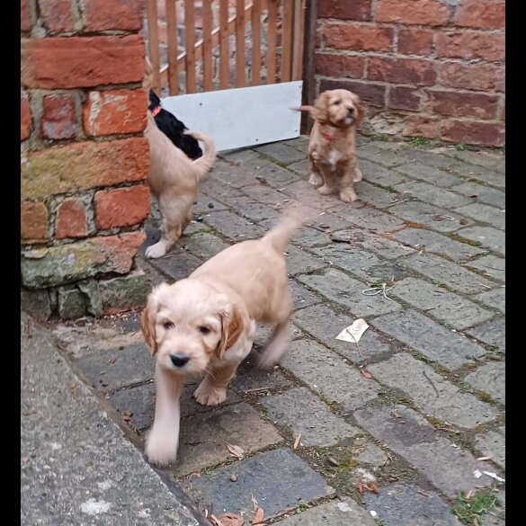 Cocker Spaniel (Working &amp; Show) - Both