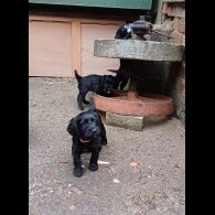 Cocker Spaniel (Working &amp; Show) - Both