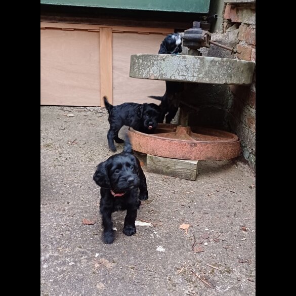 Cocker Spaniel (Working &amp; Show) - Both
