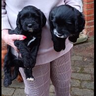 Cocker Spaniel (Working &amp; Show) - Both