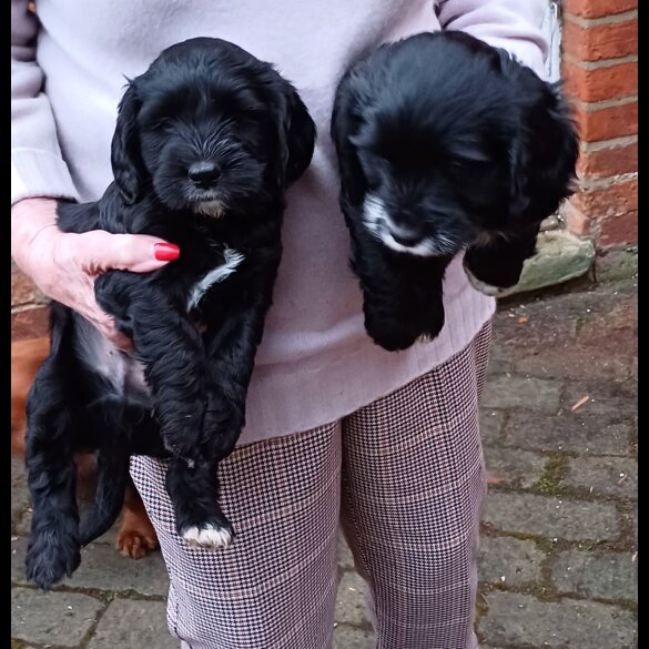 Cocker Spaniel (Working &amp; Show) - Both