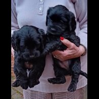 Cocker Spaniel (Working &amp; Show) - Both