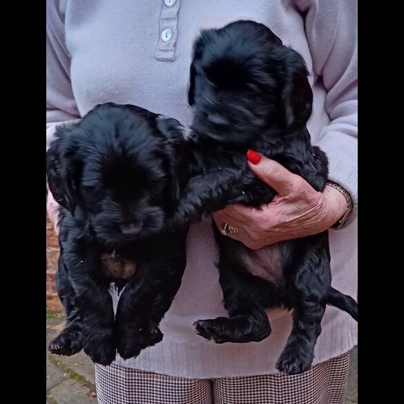 Cocker Spaniel (Working &amp; Show) - Both