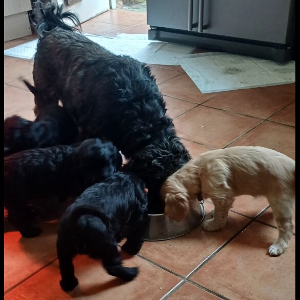 Cocker Spaniel (Working &amp; Show) - Both