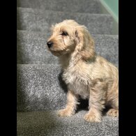 Labradoodle - Both