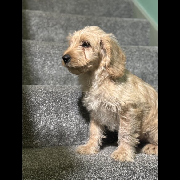 Labradoodle - Both