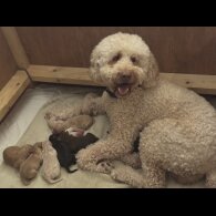 Labradoodle - Both
