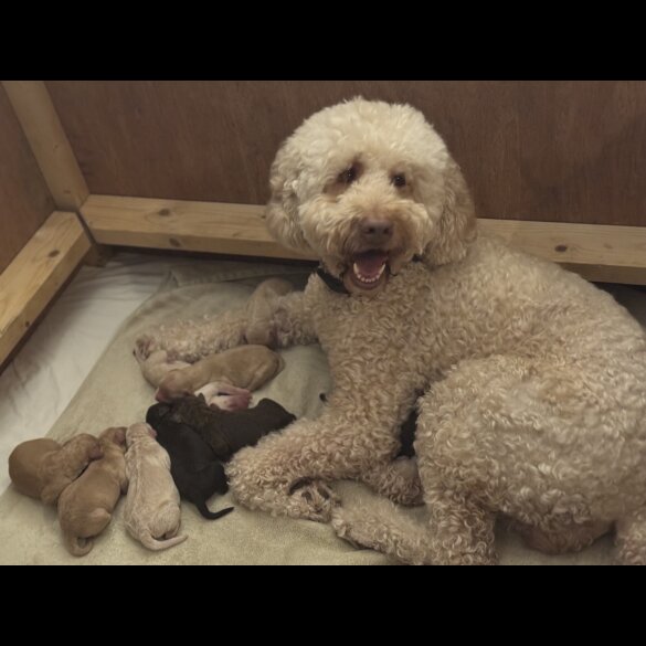 Labradoodle - Both