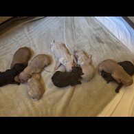 Labradoodle - Both