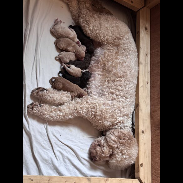 Labradoodle - Both