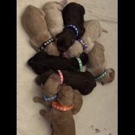 Labradoodle - Both