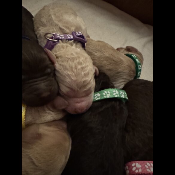 Labradoodle - Both