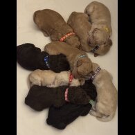 Labradoodle - Both