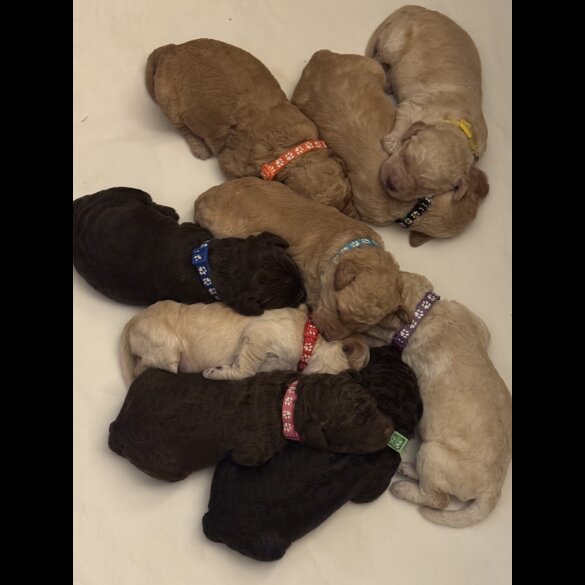 Labradoodle - Both
