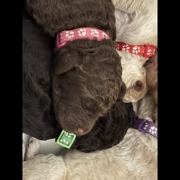 Labradoodle - Both