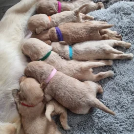 Labradoodle - Both