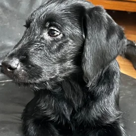 Labradoodle - Both