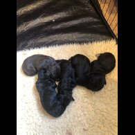 Mixed Breed - Both