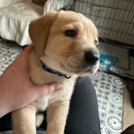 Labrador Retriever - Both