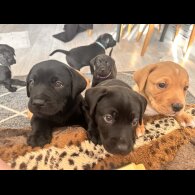 Labrador Retriever - Both