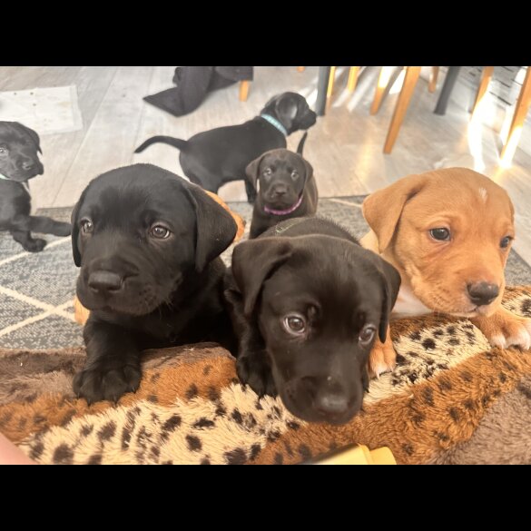 Labrador Retriever - Both