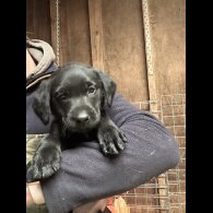 Labrador Retriever - Both