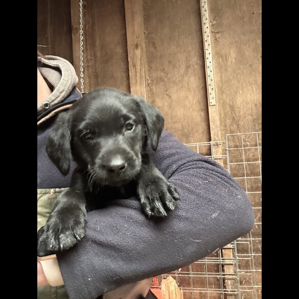 Labrador Retriever - Both