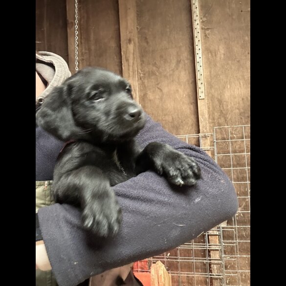 Labrador Retriever - Both