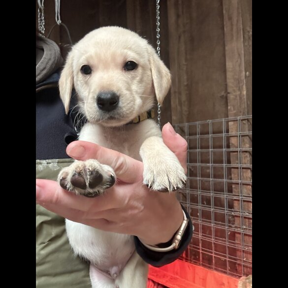 Labrador Retriever - Both