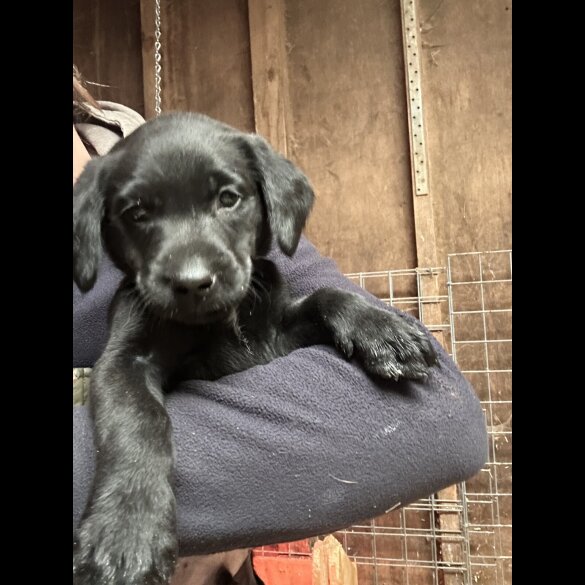 Labrador Retriever - Both