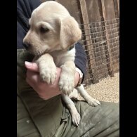 Labrador Retriever - Both