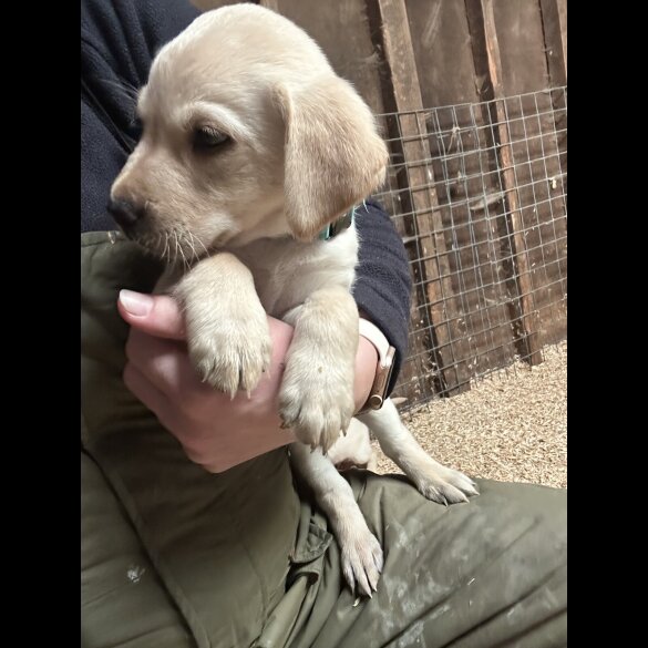 Labrador Retriever - Both