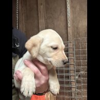 Labrador Retriever - Both