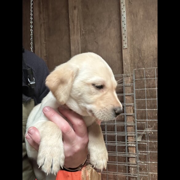 Labrador Retriever - Both