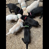 Labrador Retriever - Both
