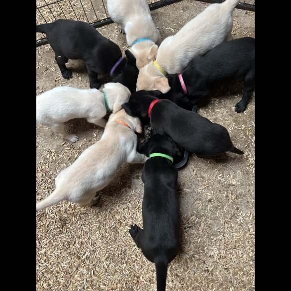 Labrador Retriever - Both