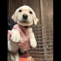 Labrador Retriever - Both