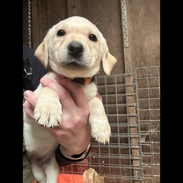 Labrador Retriever - Both