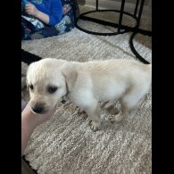 Labrador Retriever - Both