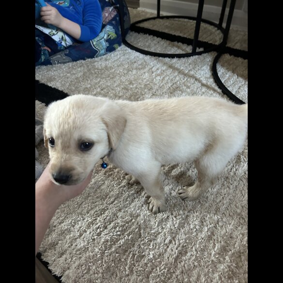 Labrador Retriever - Both