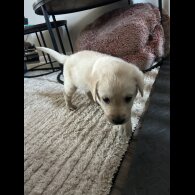 Labrador Retriever - Both