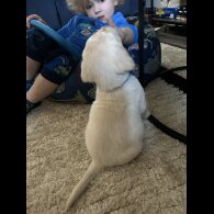 Labrador Retriever - Both